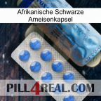 Africa Black Ant Capsule 40